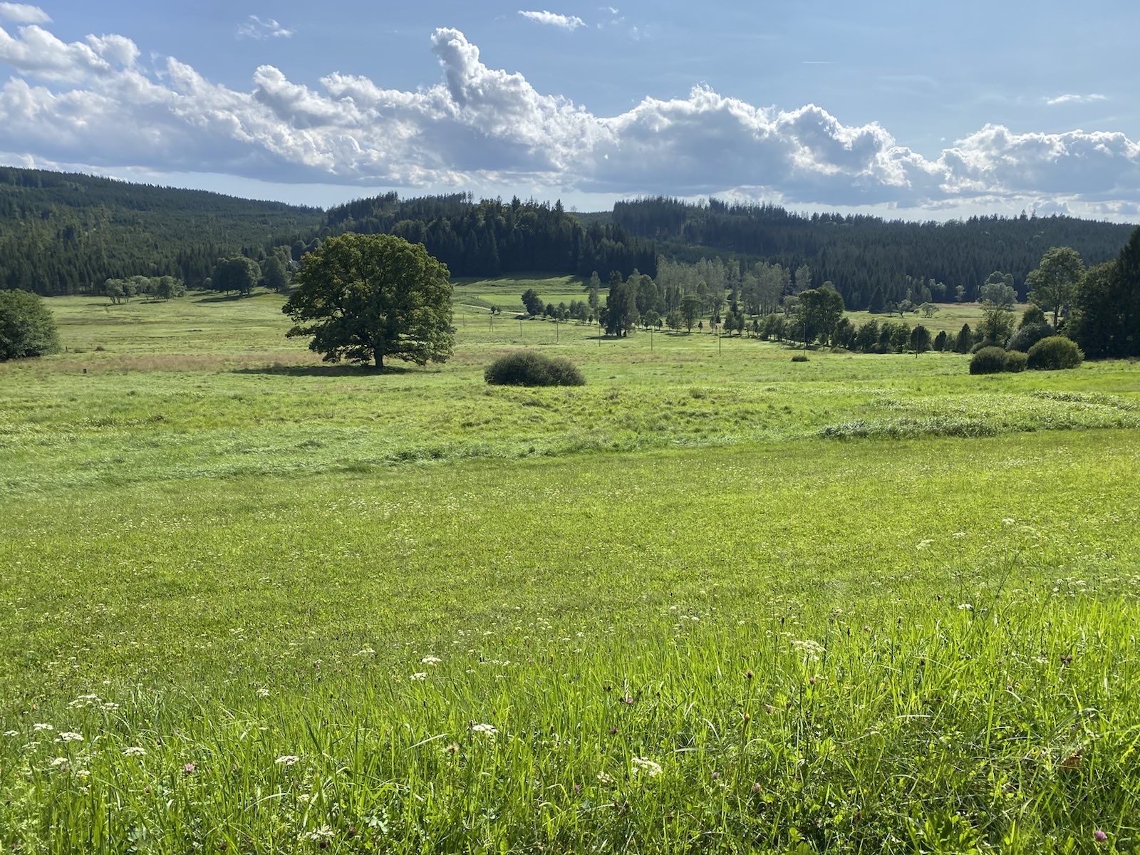 Schwarzau im Waldviertel